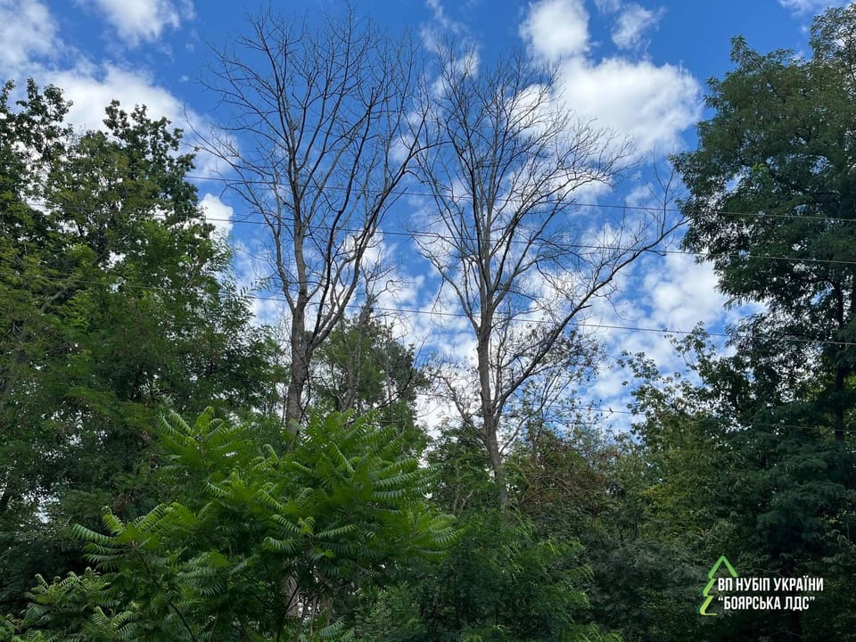 11 листопада 2025 року планується комісійне обстеження ділянок лісового фонду в межах м. Києва