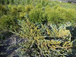 Ялівець лускатий - Juniperus scuamata (Ø-0,7м)