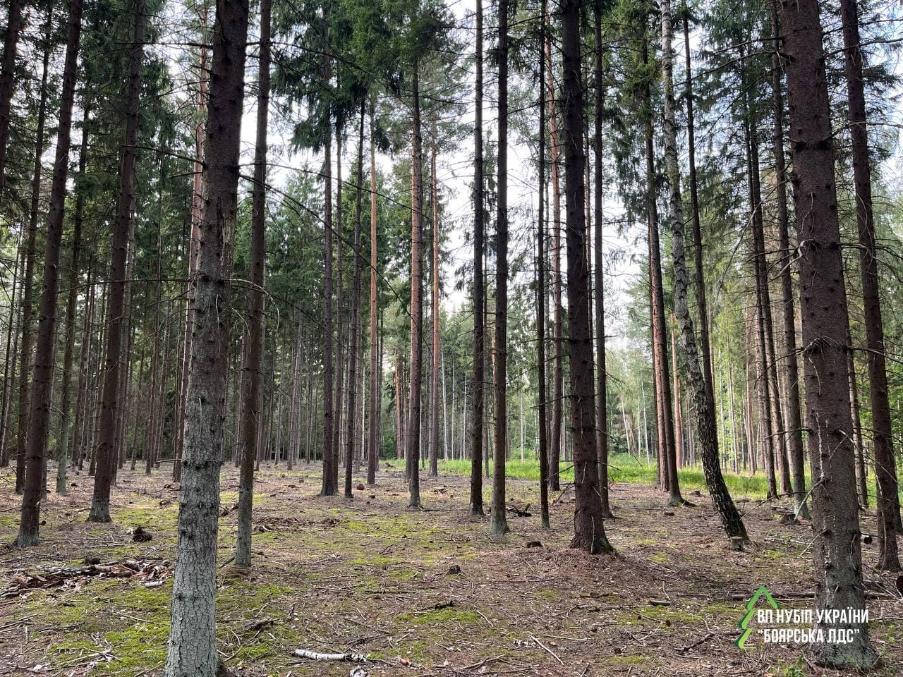 Ялинові ліси під загрозою: чому це важливо для кожного з нас?
