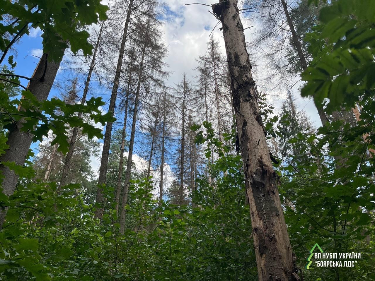 Ялинові ліси під загрозою: чому це важливо для кожного з нас?