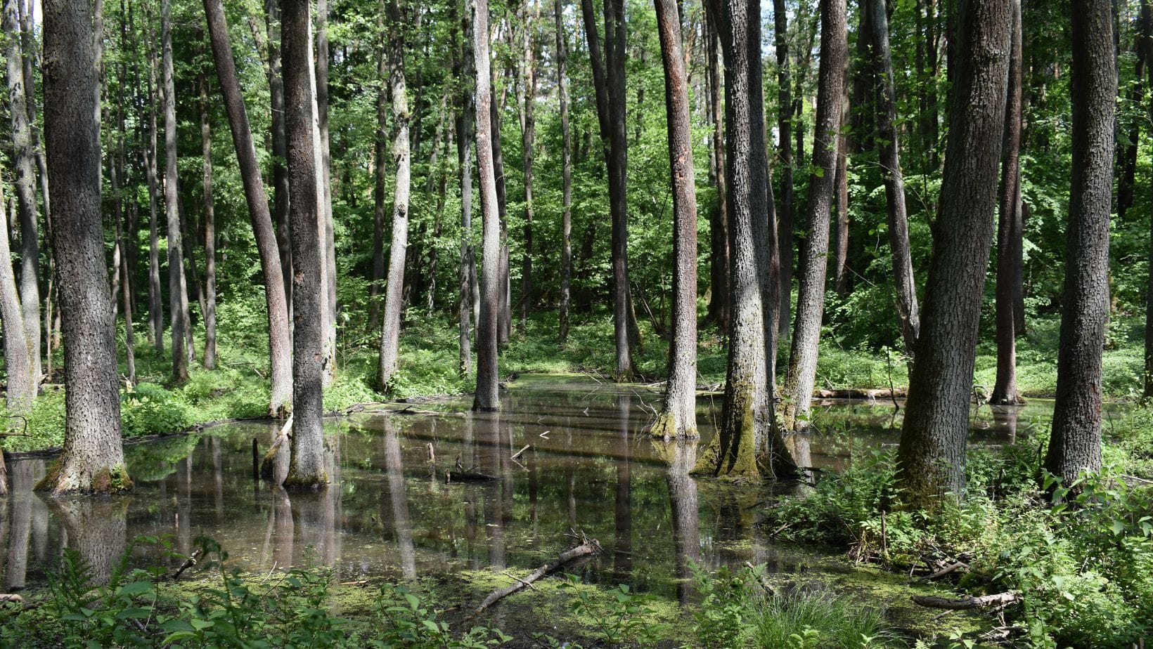 Всесвітній день водно-болотних угідь!