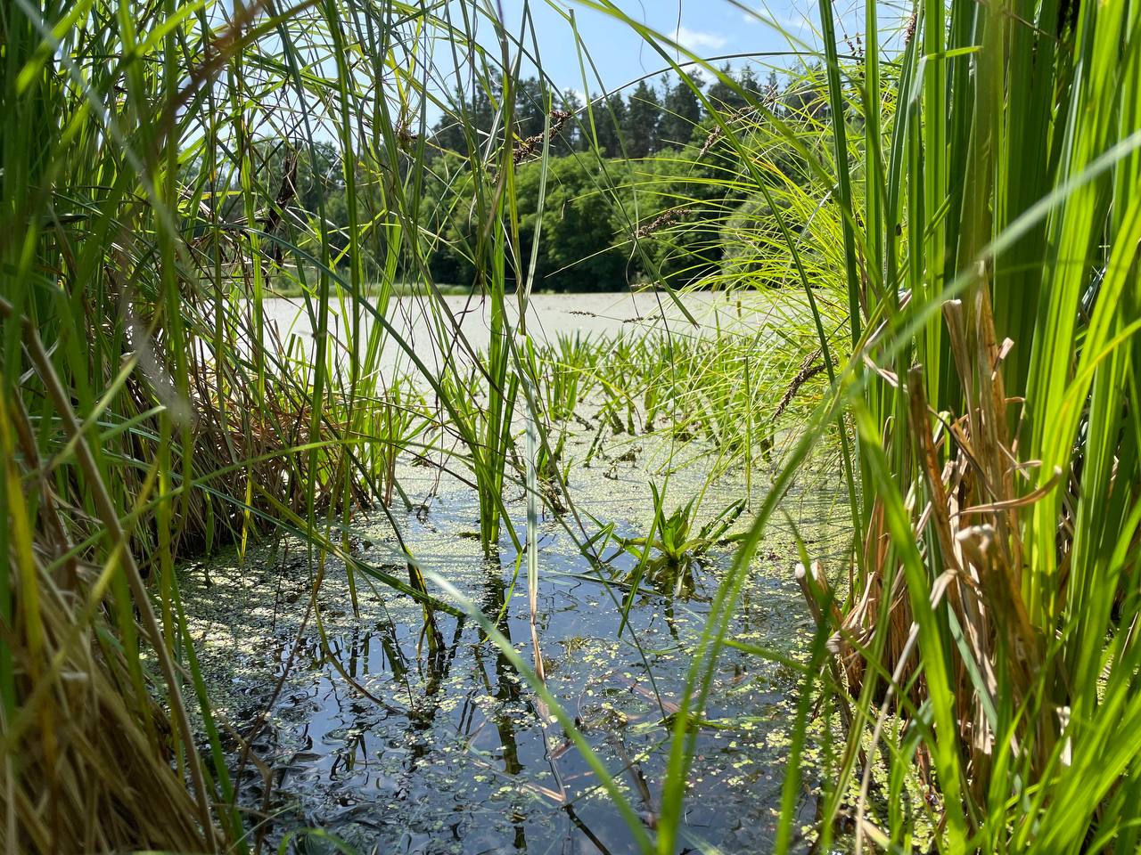 Всесвітній день охорони водно-болотних угідь