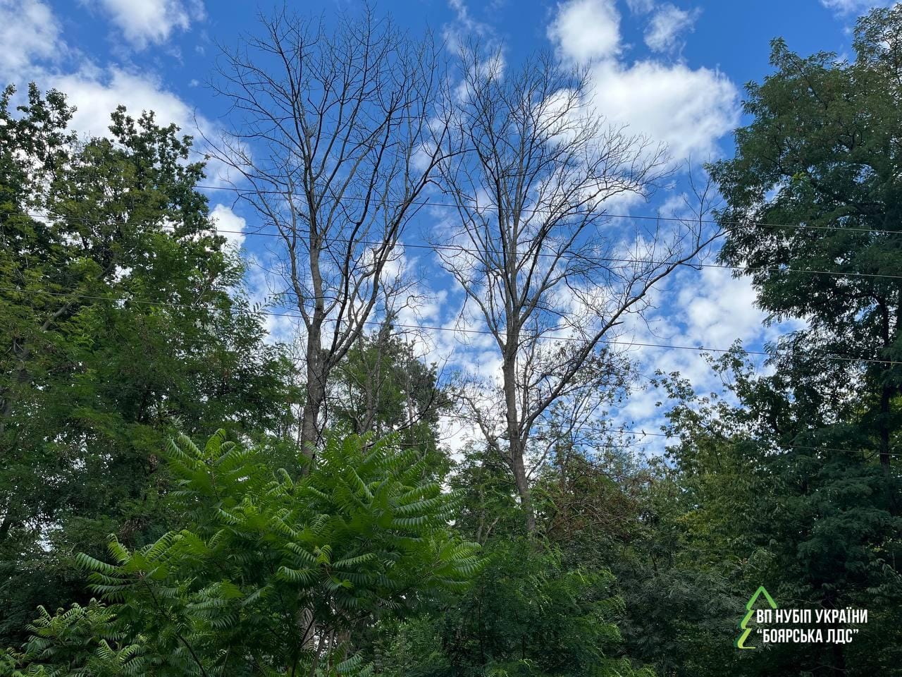 11 листопада 2025 року планується комісійне обстеження ділянок лісового фонду в межах м. Києва