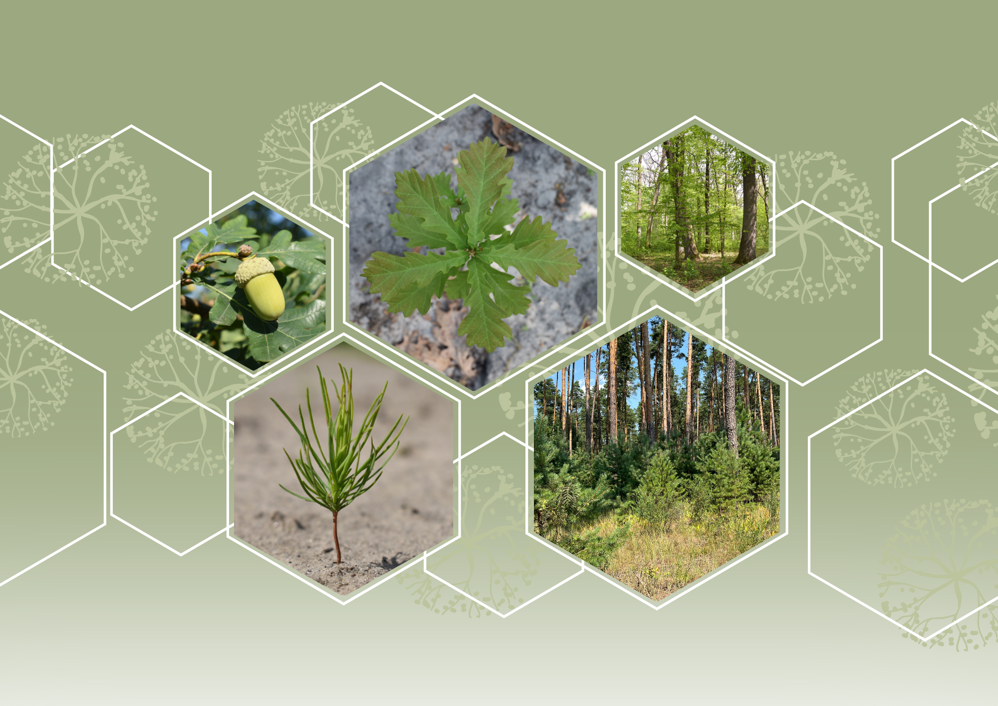 Міжнародна конференція з нагоди 100-річчя Боярської ЛДС: підсумки та збірник тез доповідей