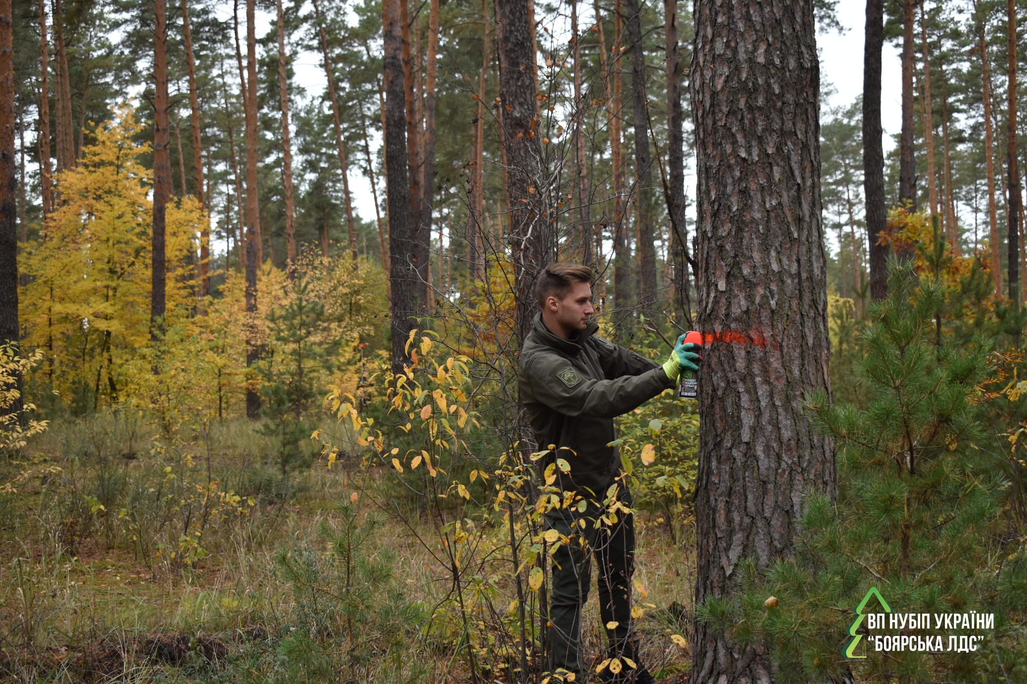 Навчання як запорука ефективного впровадження стратегії наближеного до природи лісівництва