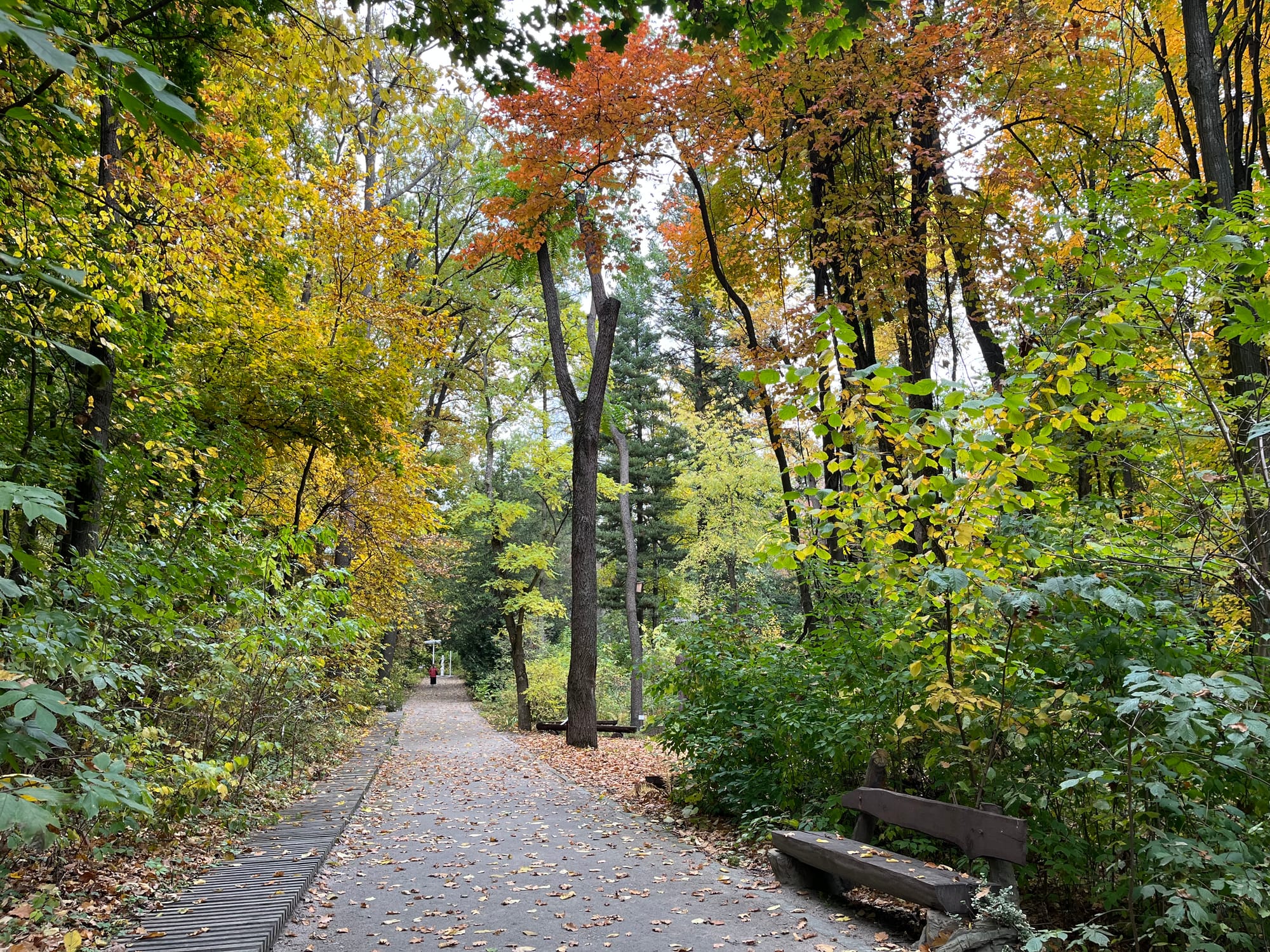 Сонячна осінь у ботанічному саду НУБіП — немов жива картина!