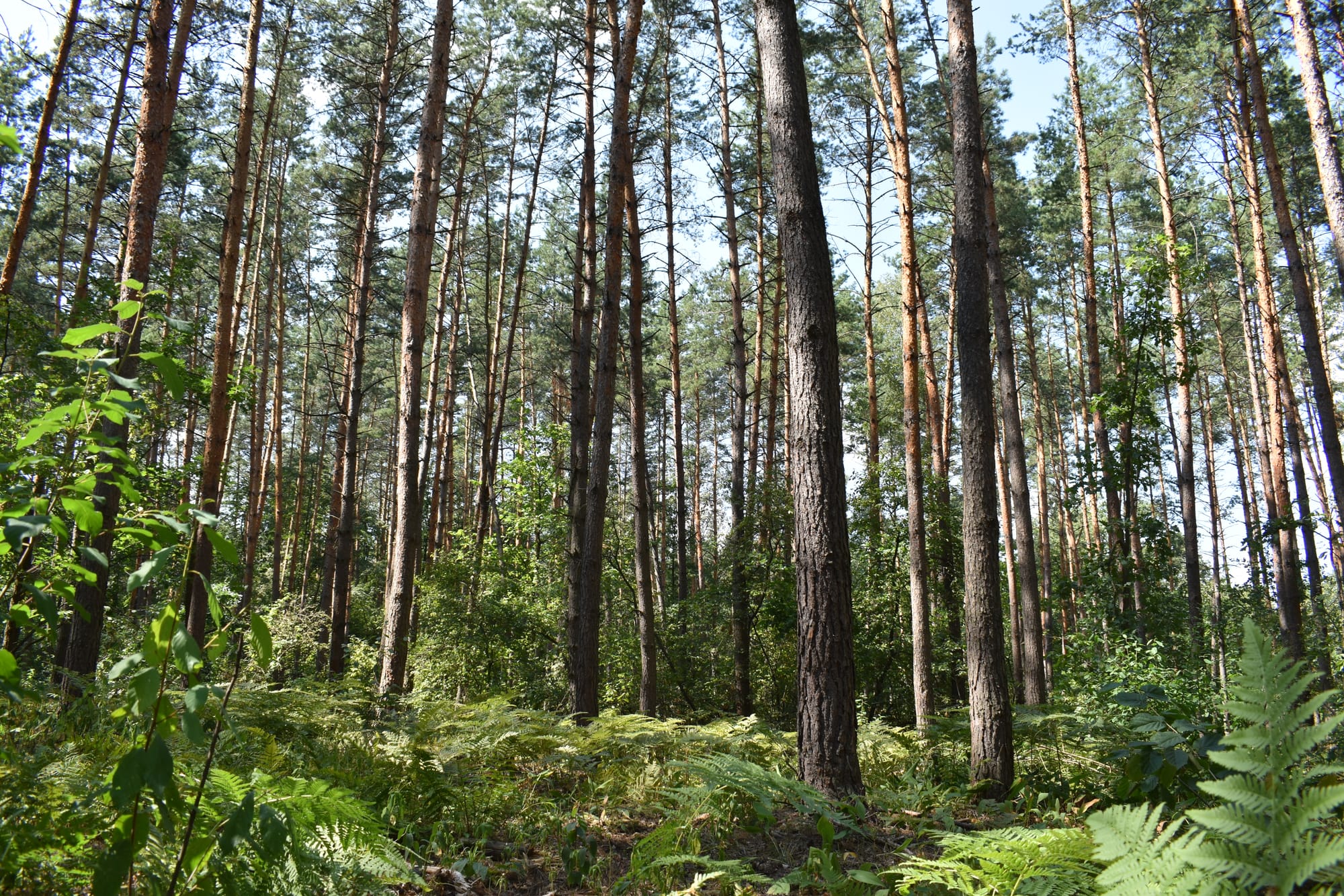 Проведено лісопатологічне обстеження лісових насаджень ВП НУБіП України "Боярська ЛДС"