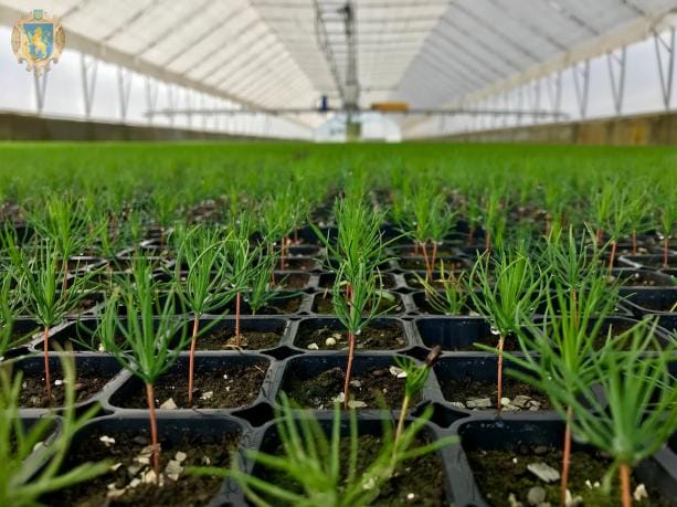 Відрядження по перейманню досвіду з лісового насінництва та вирощування сіянців з закритою кореневою системою в ДП «Львівський лісовий селекційно-насіннєвий центр»