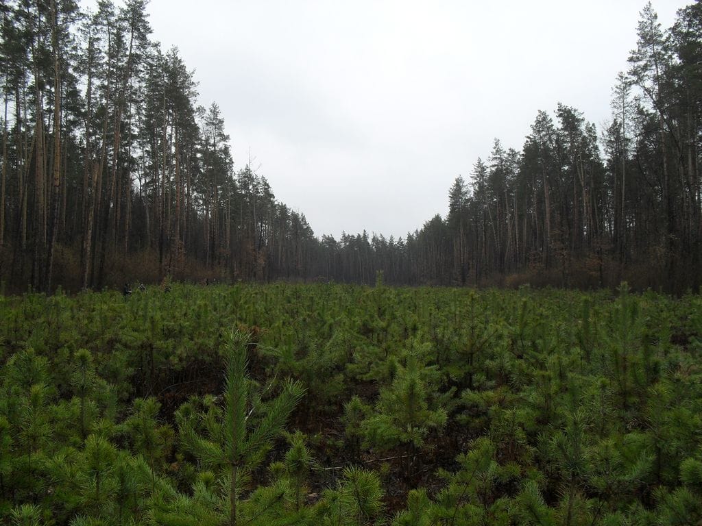 2 березня 2016 року пройшов виїзний науково-практичний семінар «Лісокультурна спадщина ВП НУБіП України «Боярська ЛДС»