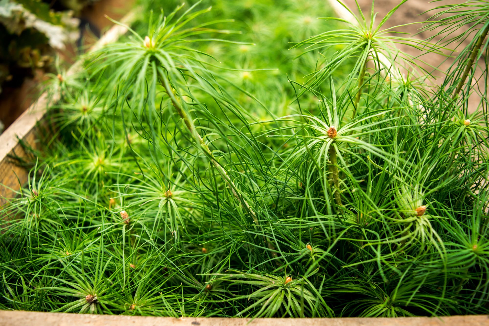 Акція "Відновимо Ліси Разом" традиційно завітала до Боярської ЛДС