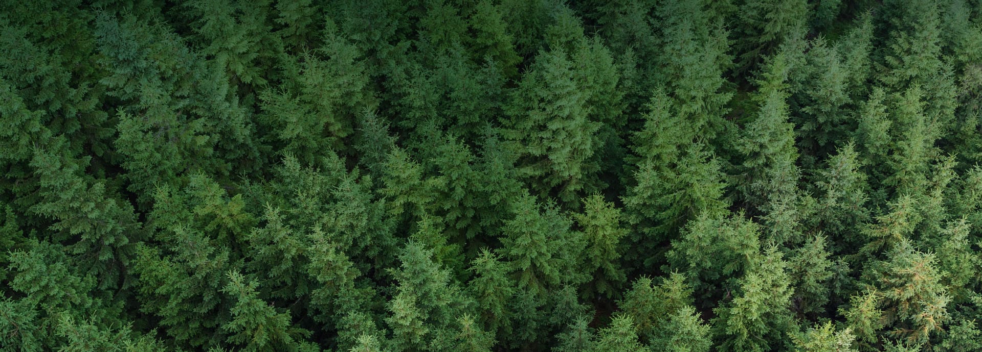 На базі Дзвінківського ЛЗК ВП НУБіП України "Боярська ЛДС" 23.06.2017 року проведена чергова нарада лісової охорони.