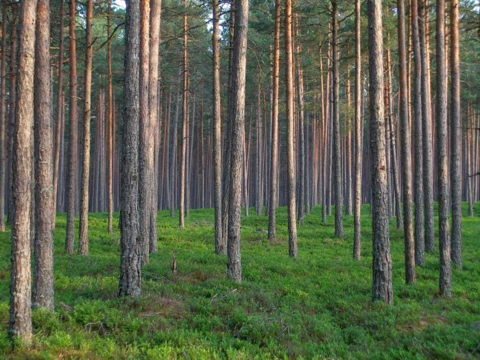 НАУКОВЦІ НУБІП УКРАЇНИ ПРОВЕЛИ ДЛЯ ЛІСІВНИКІВ ЧЕРКАЩИНИ НАВЧАЛЬНО-ТЕМАТИЧНИЙ СЕМІНАР