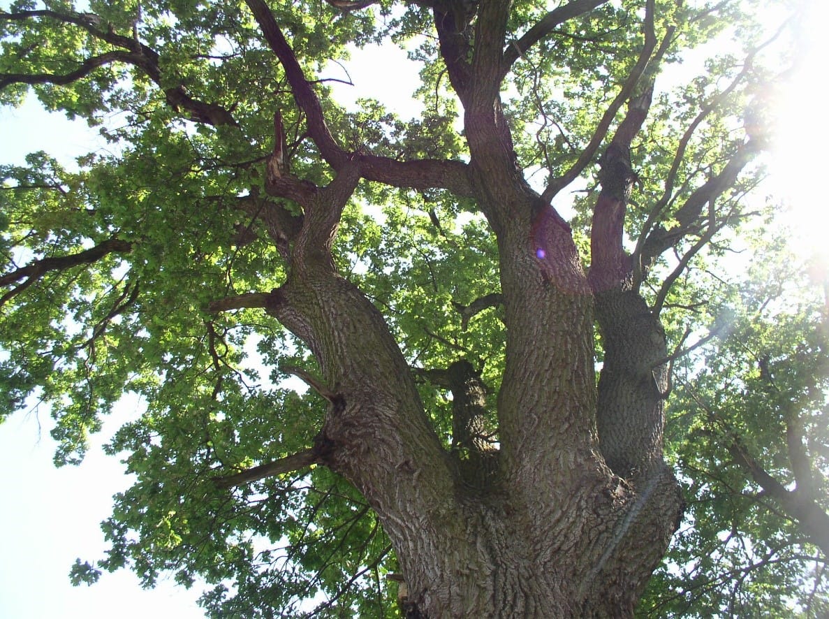 У Боярській лісовій дослідній станції проводяться роботи щодо надання багатовіковому Дубу статусу природоохоронного об’єкту