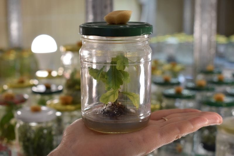 Біотехнологічна лабораторія лісівничого спрямування  функціонує у ВП НУБіП України «Боярська ЛДС»