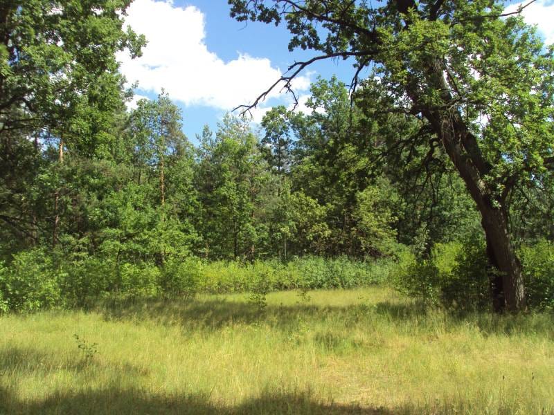 Моніторинг особливо-цінних для збереження лісів на території ВП НУБіП України «Боярська ЛДС»