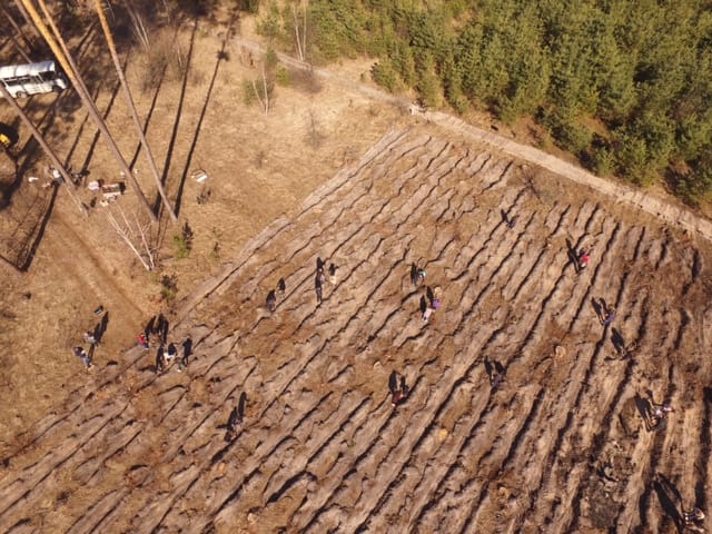 Землевпорядники приєдналися до акції «Відтворимо ліси разом» у ВП НУБіП України «Боярська лісова дослідна станція»