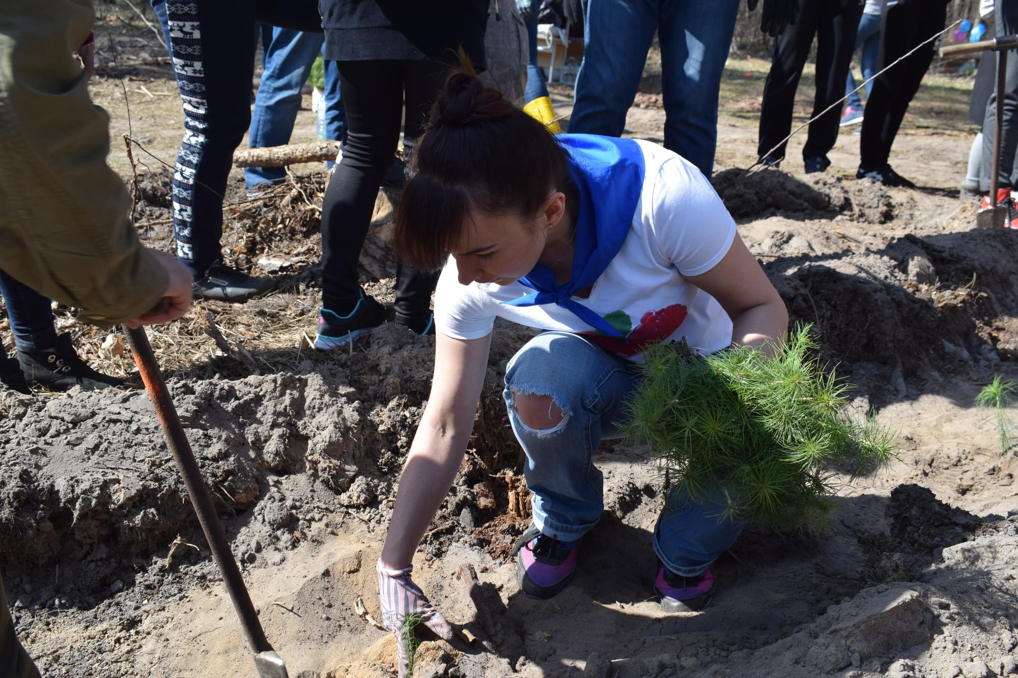 У Боярській лісовій дослідній станції триває лісокультурна кампанія