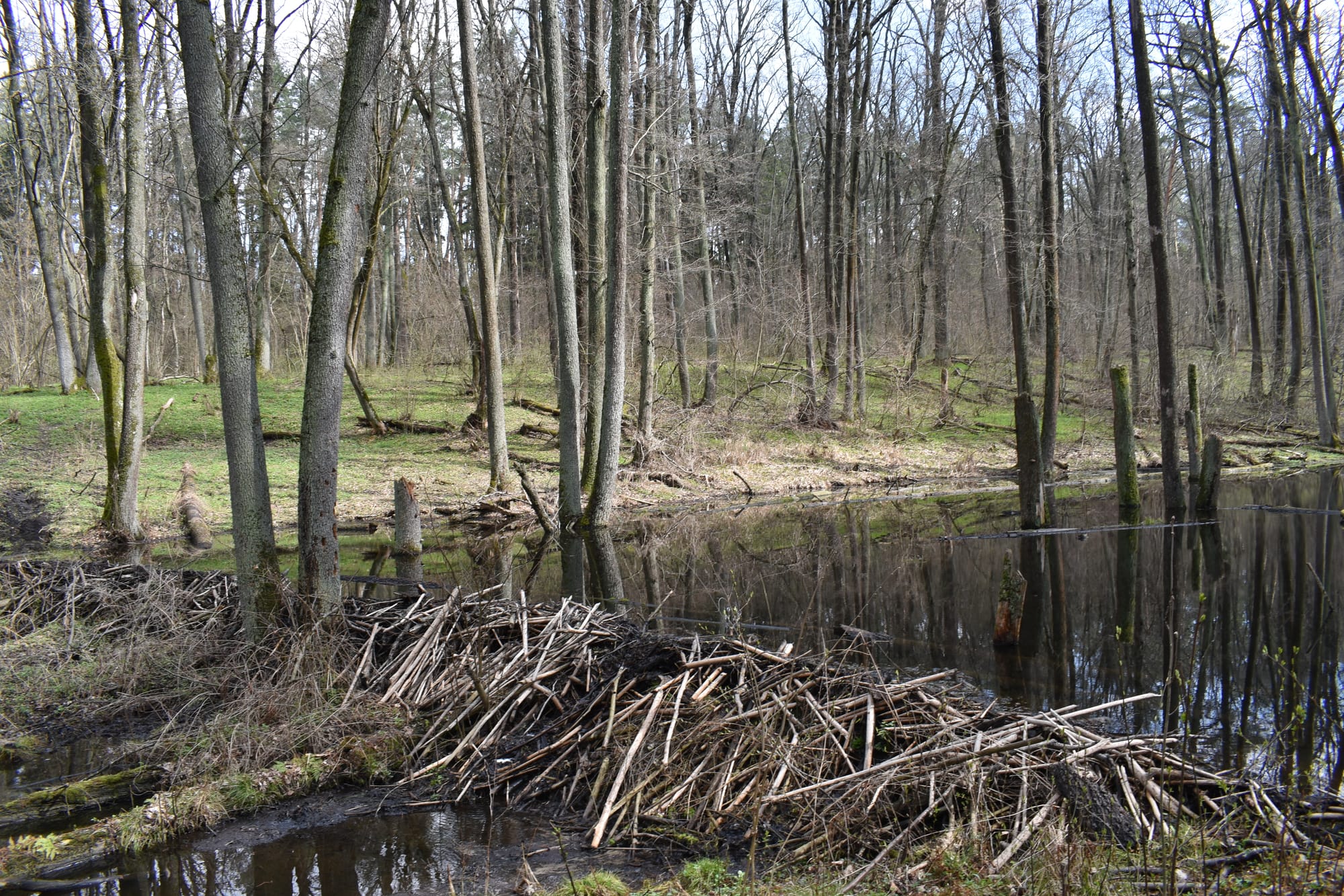 Всесвітній день водно-болотних угідь