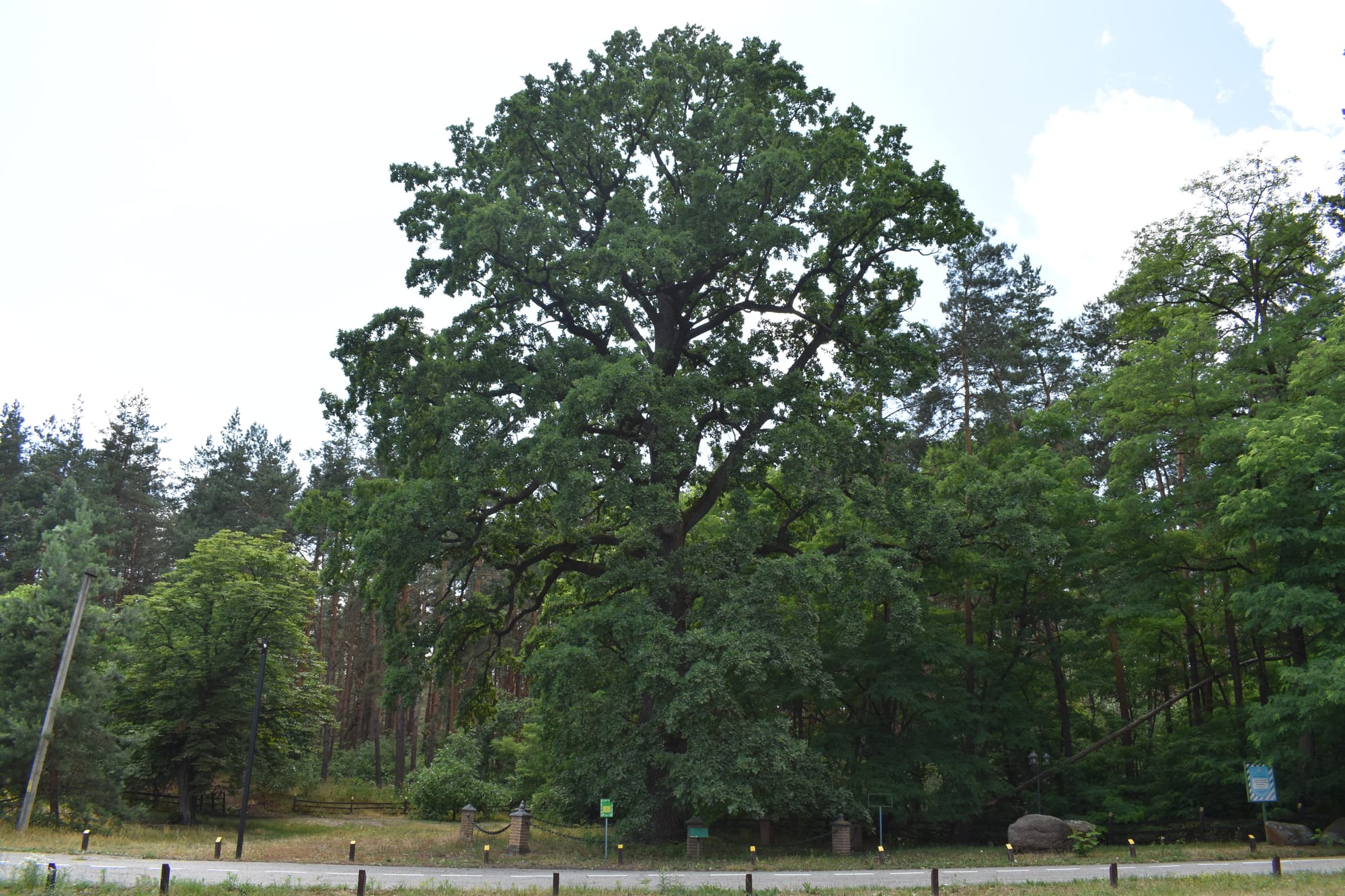 Ходосіївський дуб (Quercus robur L.) - справжній свідок минулого!