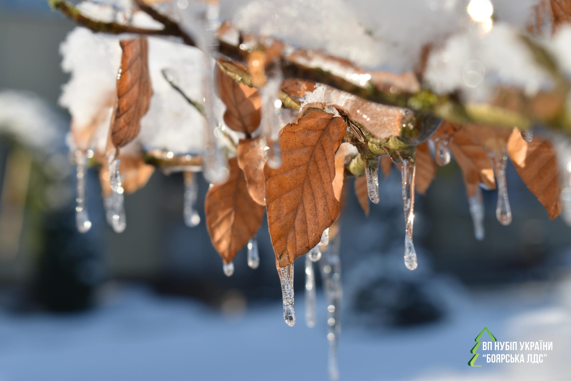 Морозний січень