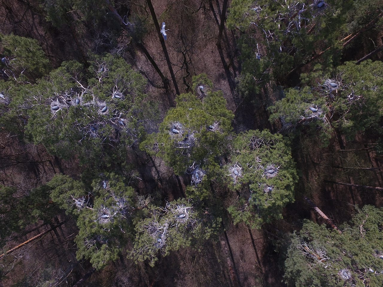 Унікальне поселення Чаплі сірої оберігають лісівники Боярки