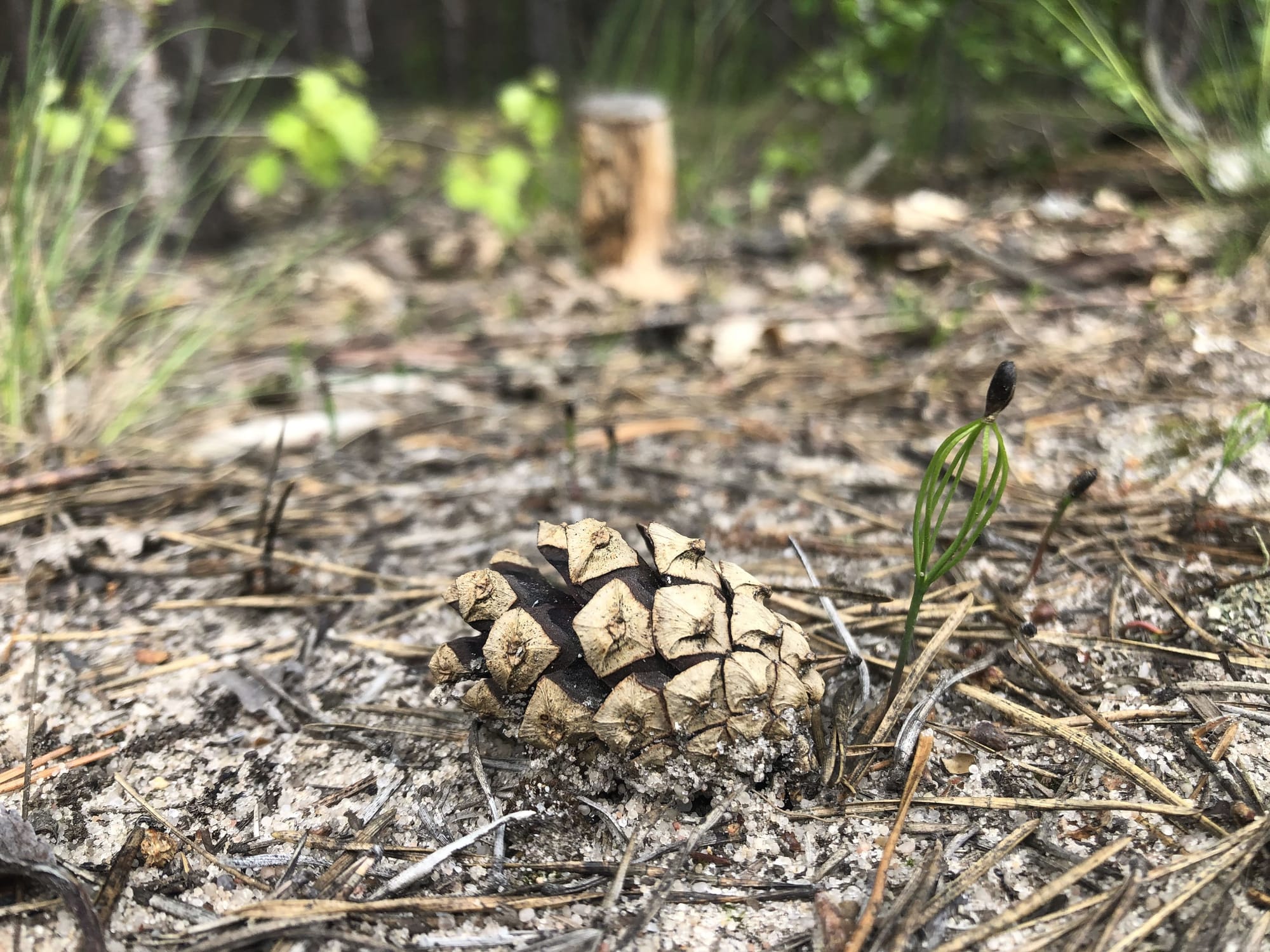 Історія життя могутнього дерева завжди має своє продовження!