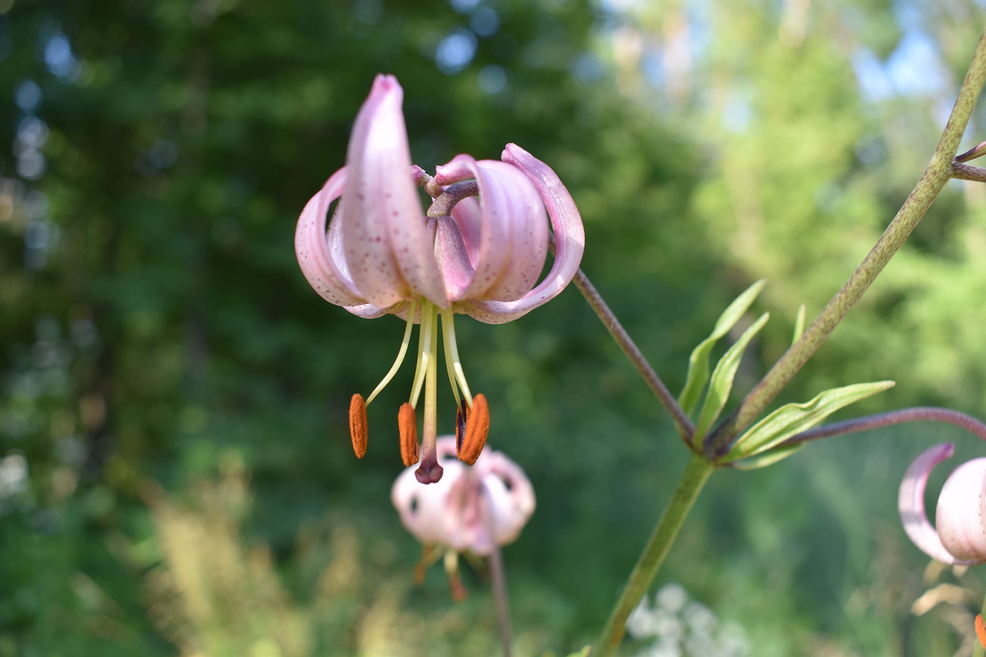 Барви лісів Боярської ЛДС (фото: липень-серпень 2020 року)
