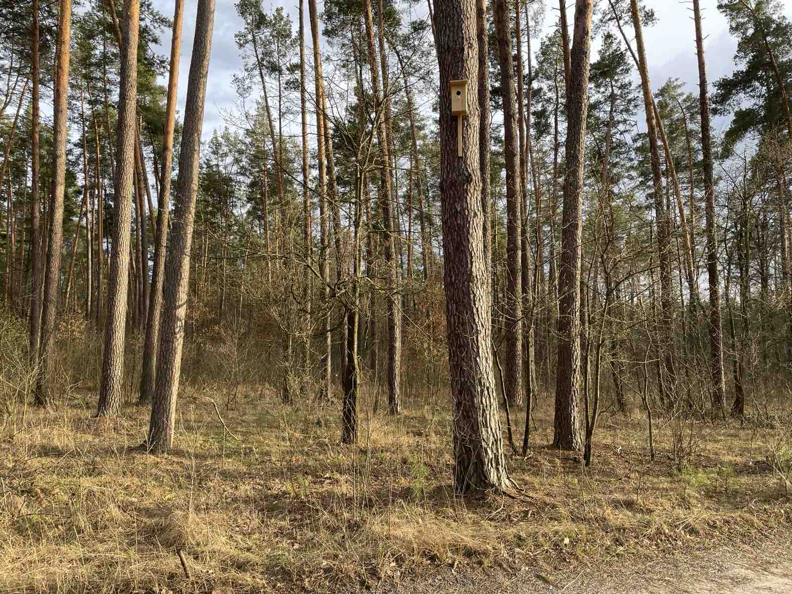 1 квітня – Міжнародний День птахів!