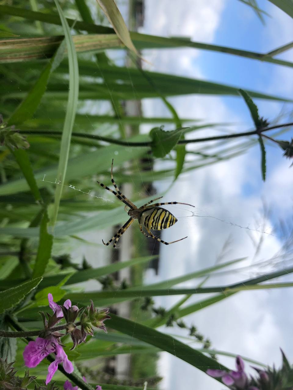 Павук-оса: чи варто його боятися?!