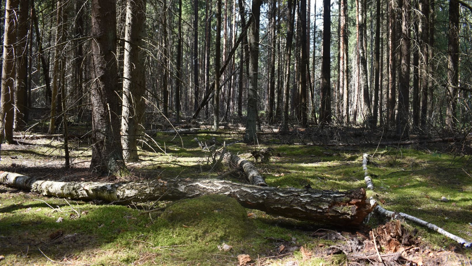 Лісова скарбниця: чому мертва деревина є життєво важливою для лісових екосистем