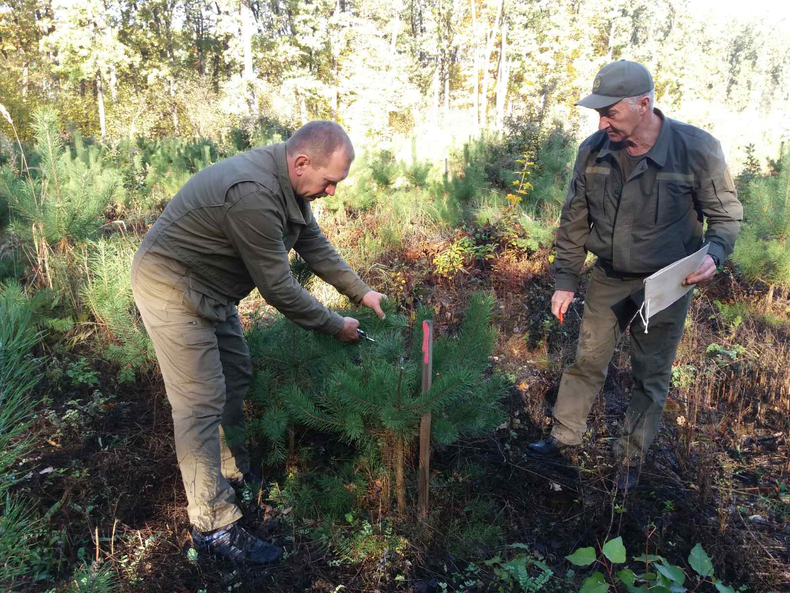 У Боярській лісовій дослідній станції створено об’єкт постійної лісонасінної бази