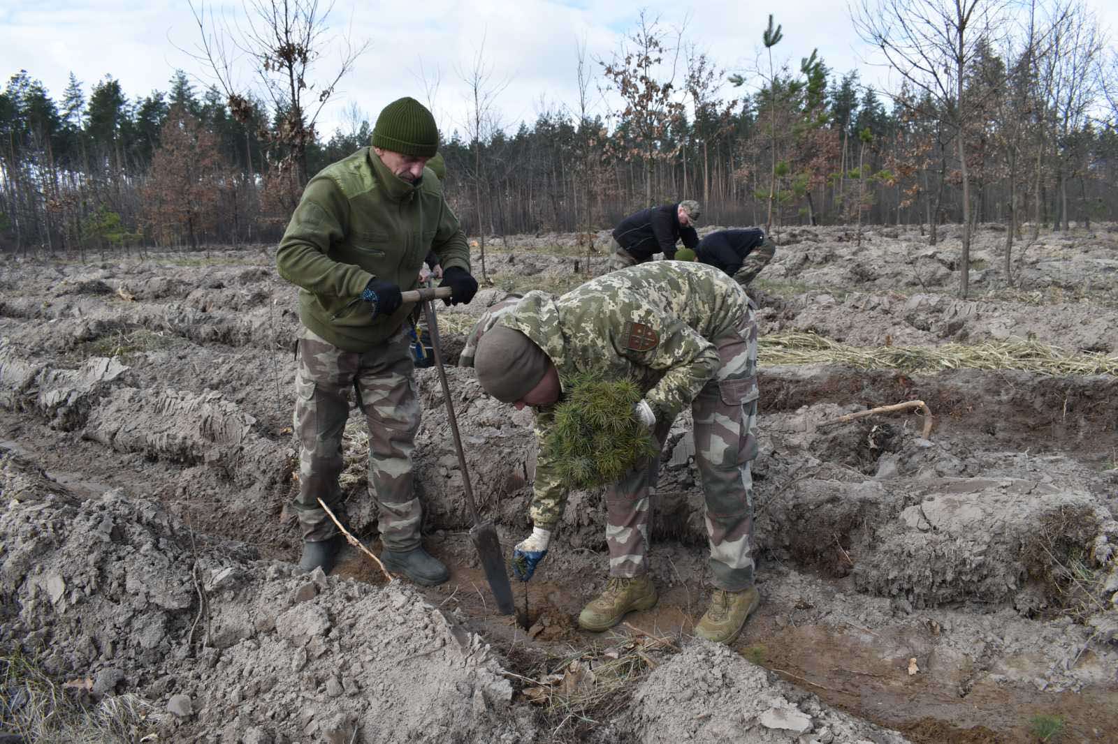 Відновлення лісу після масштабних пожеж, спричинених ворожими обстрілами у березні 2022 р.