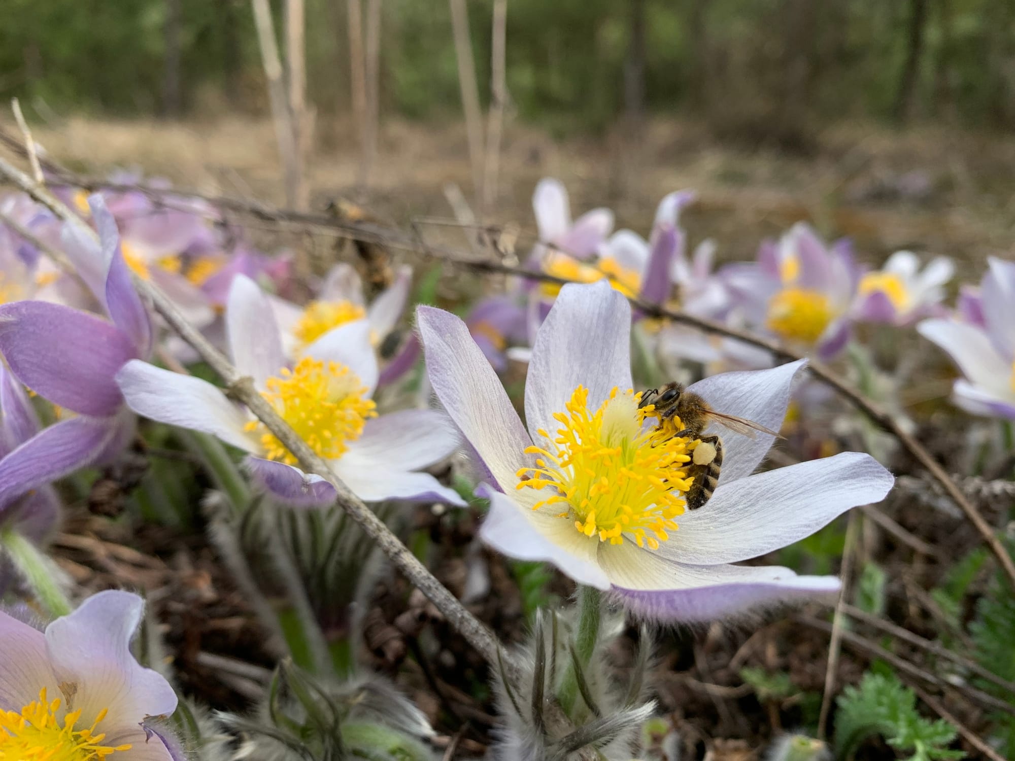 Ботанічна пам’ятка природи місцевого значення «Урочище Плиски»!