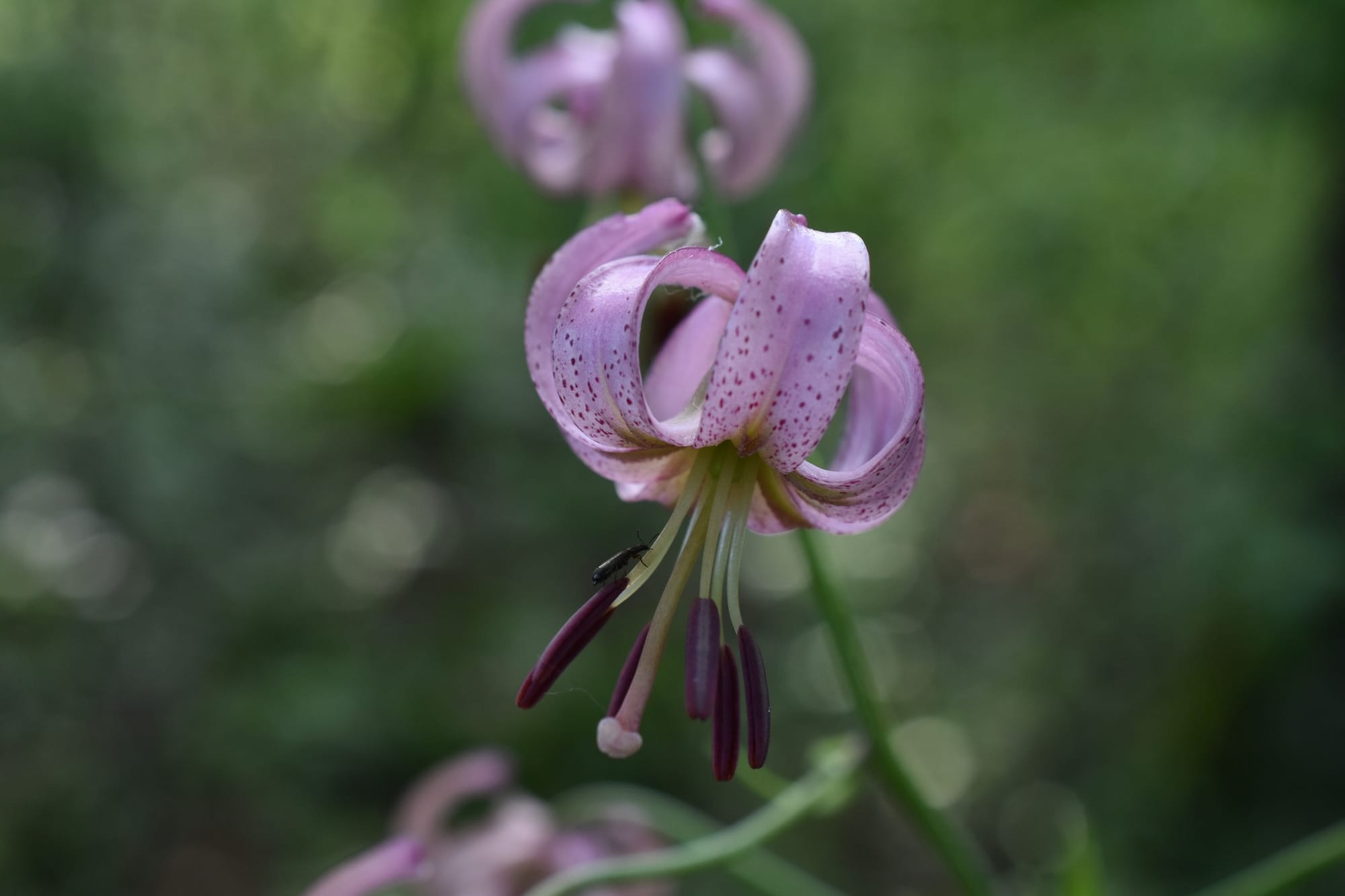 Рідкісна лісова красуня