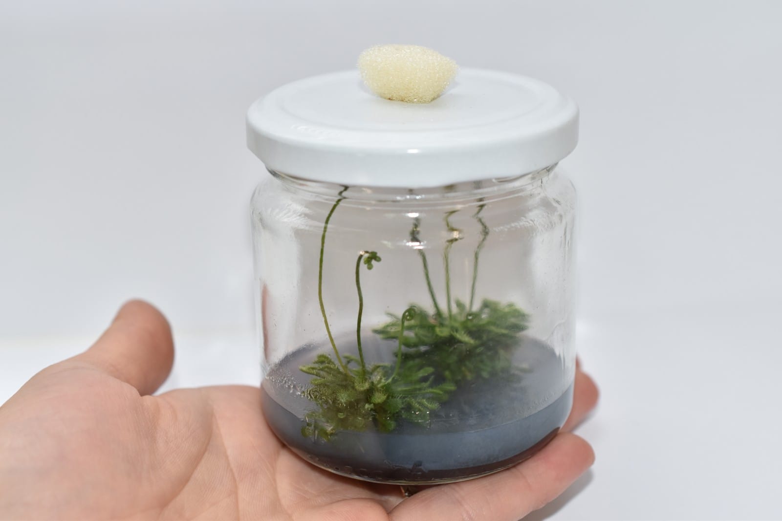 Drosera aliciae: у світі рослин-хижаків!