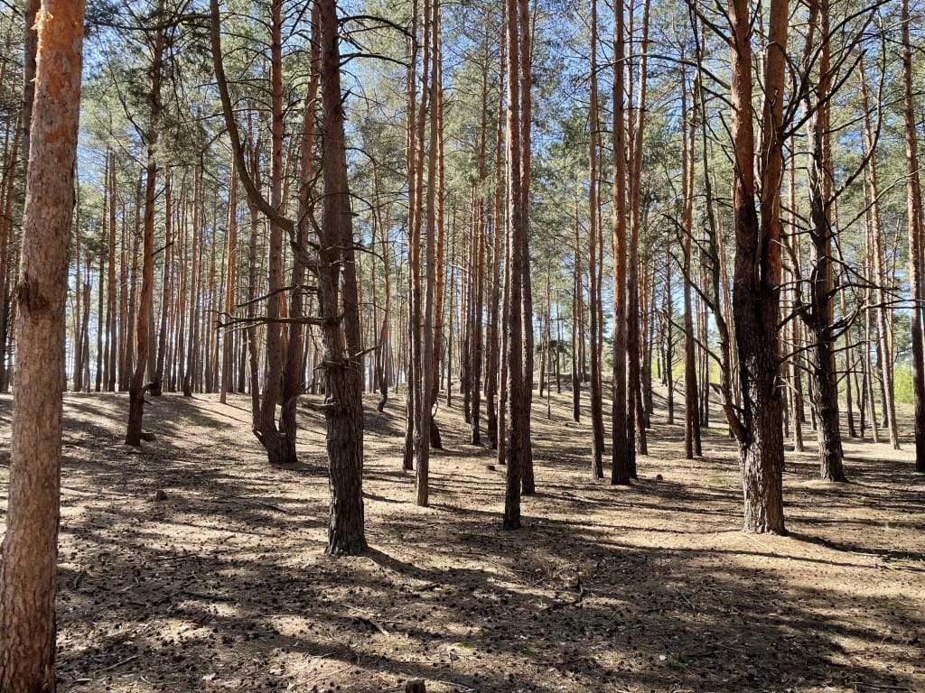 Ходосівський археологічний комплекс «Кругле городище» – один із історико–культурних об’єктів на території лісового фонду Боярської ЛДС