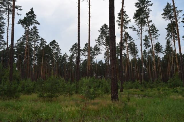 Виїзд викладачів кафедри лісівництва на дослідні об’єкти в лісах Боярської ЛДС