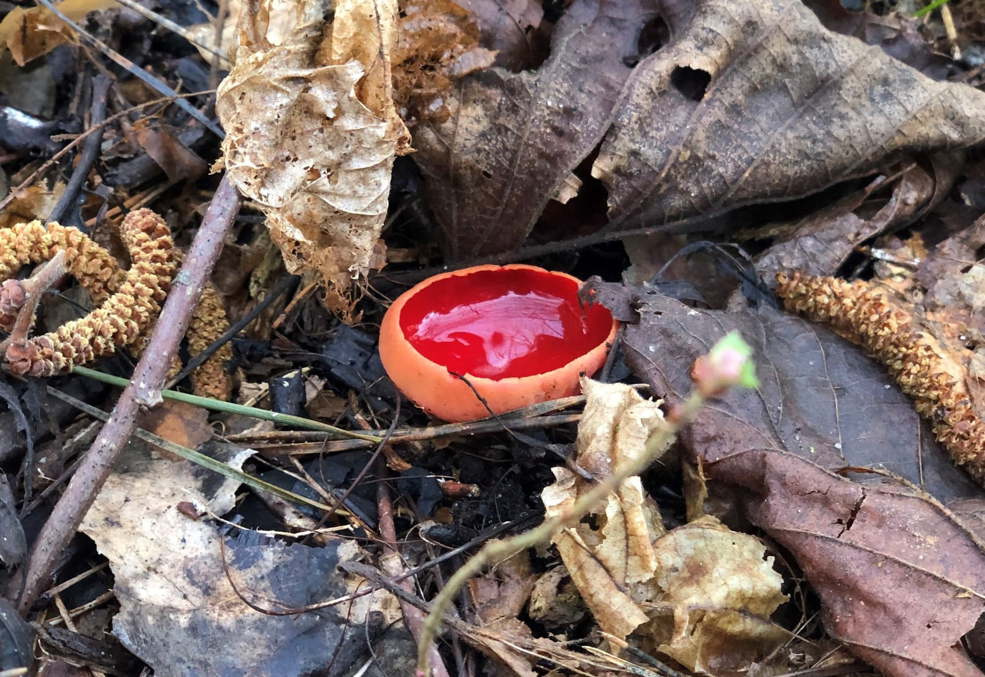 Весна дивує грибними дарами!