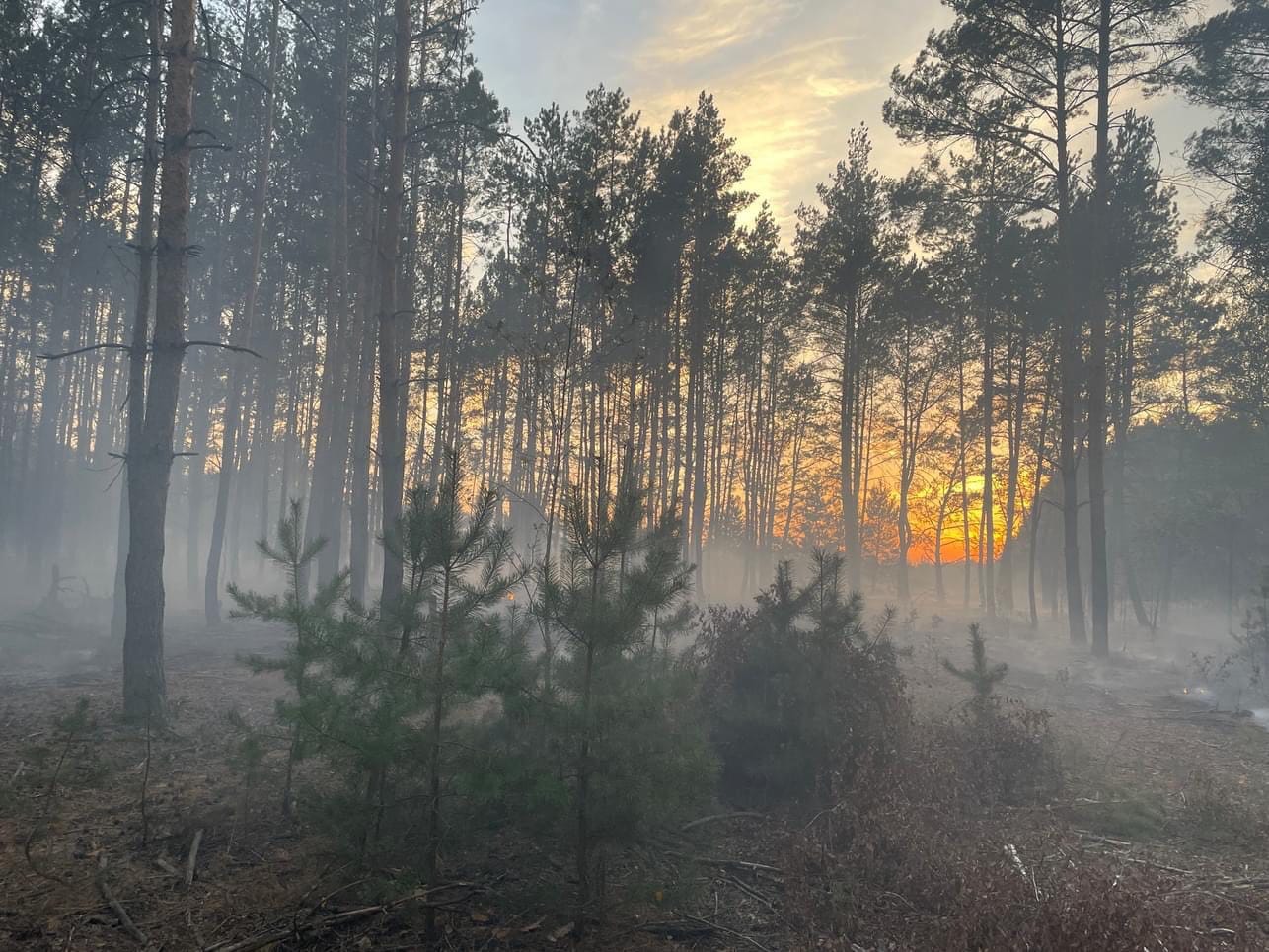 Ліквідовано масштабну ландшафтну пожежу