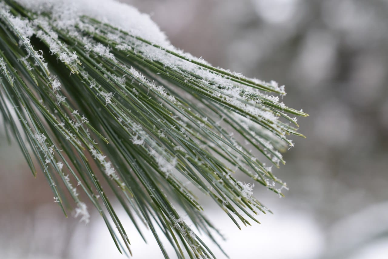 Фотозвіт за грудень!