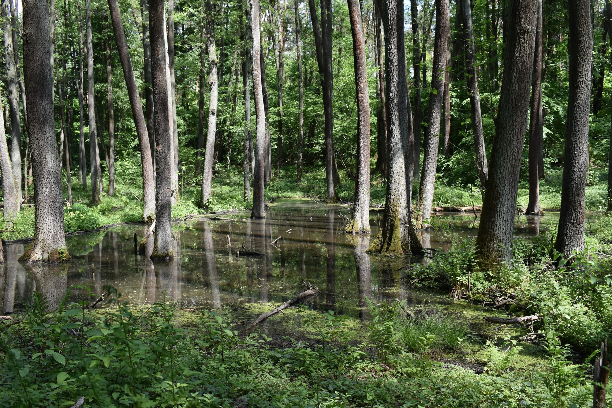 Навчальна практика з ботаніки є першою у програмі підготовки фахівців лісового господарства!