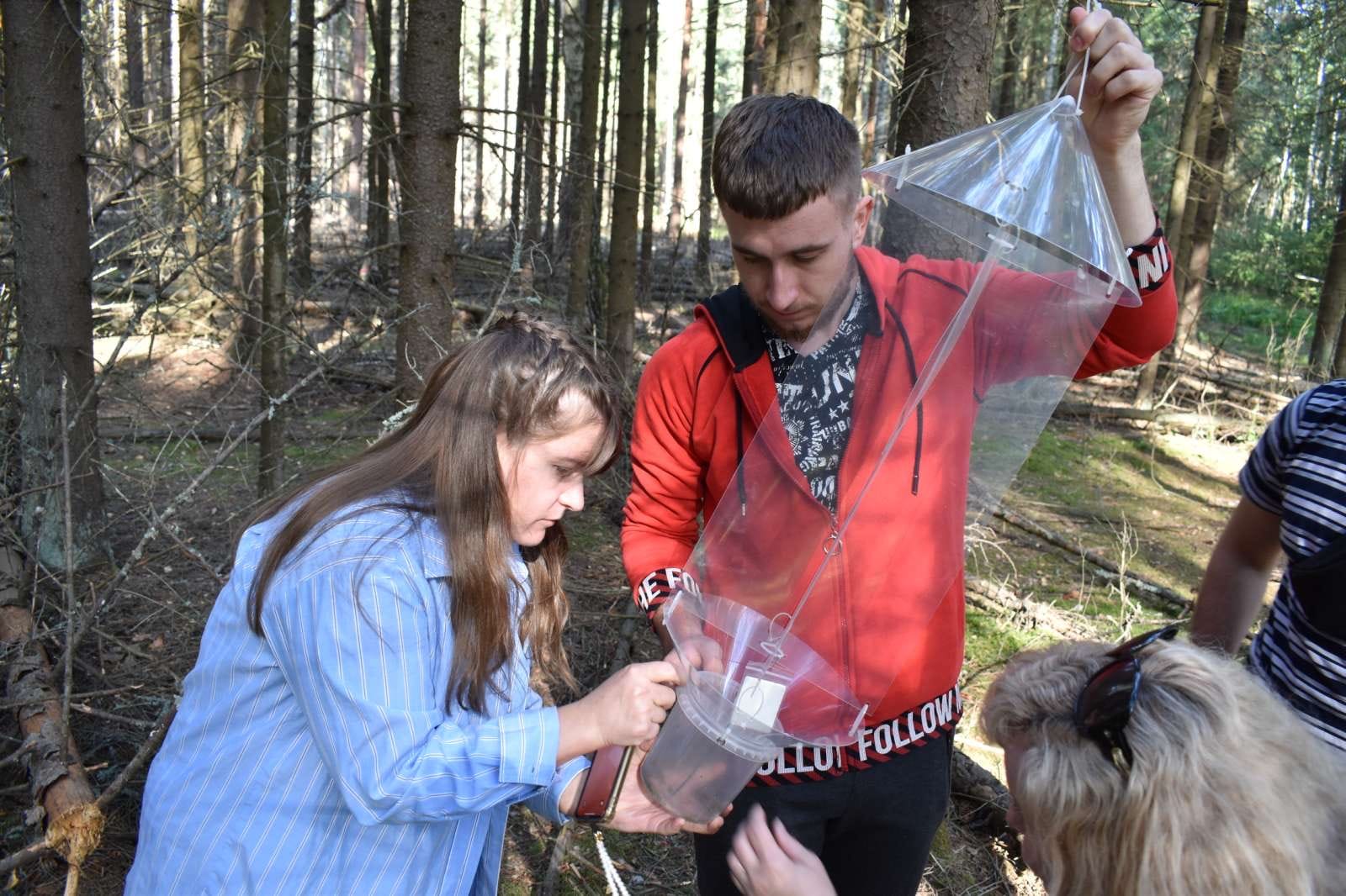 Моніторинг шкідливих організмів в ялинниках Боярської лісової дослідної станції