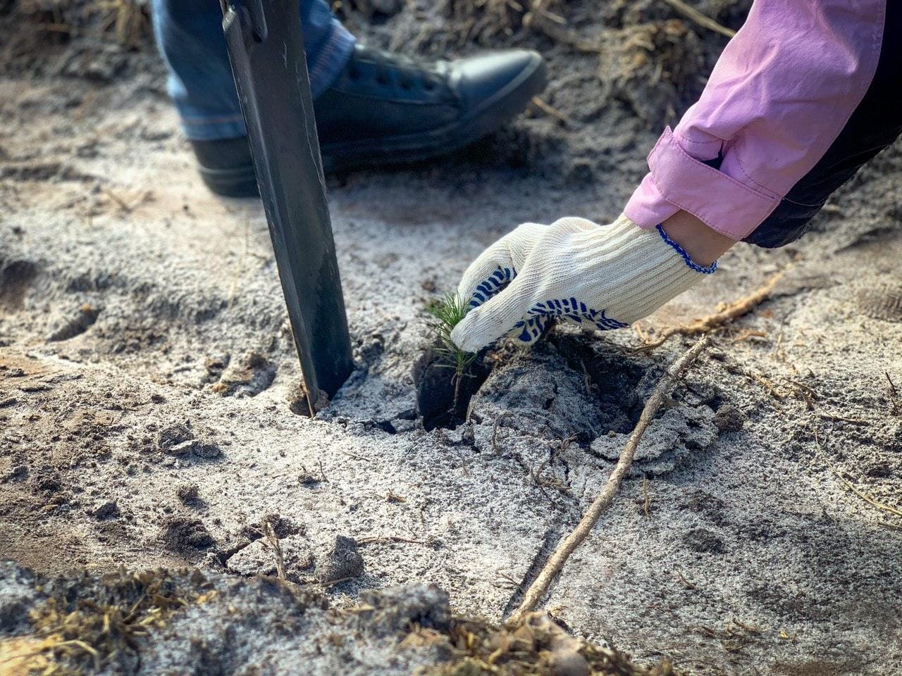 Поліцейські Києво-Святошинського району прийняли участь у проекті «Озеленення України»