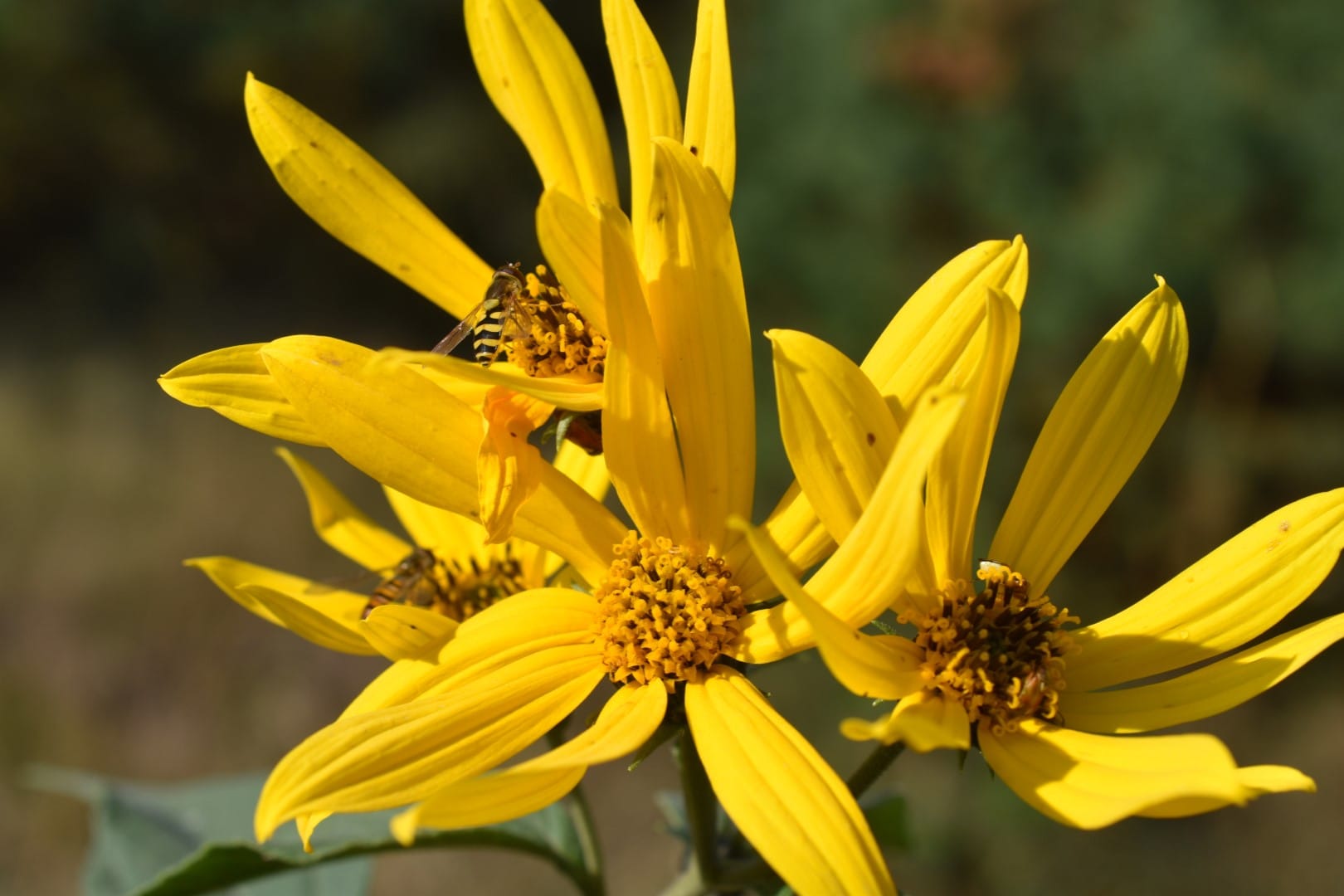 Перший подих осені: фото звіт з лісового фонду Боярської лісової дослідної станції!