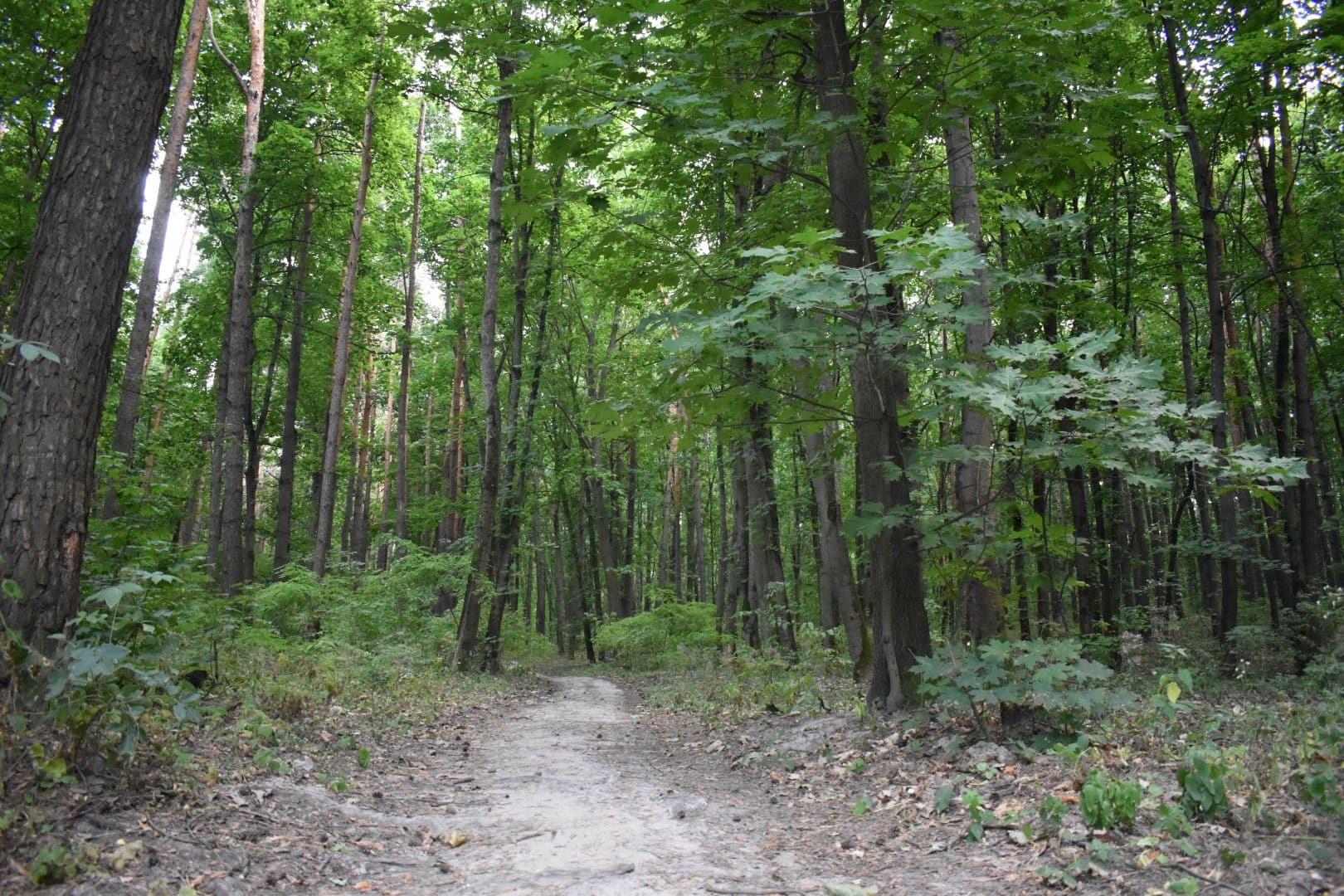 Лісова прогулянка