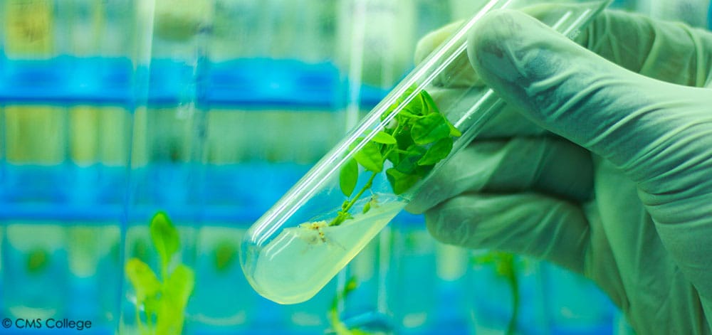 Науковці Боярської лісової дослідної станції разом із колегами з Інституту лісу НАН Білорусії окреслили основні напрями співпраці щодо розвитку лісової біотехнології