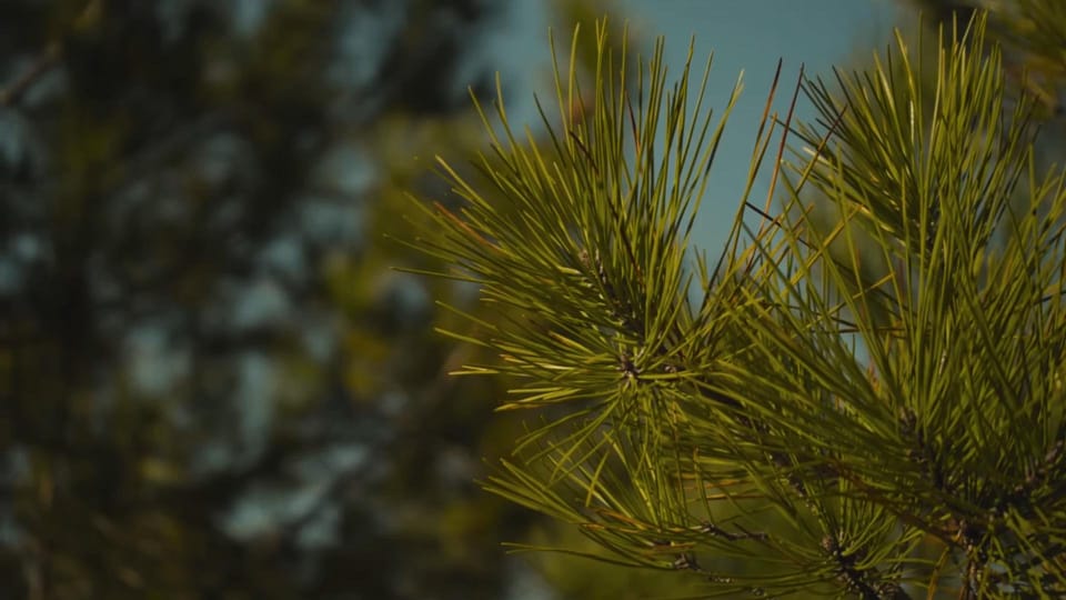 БОЯРСЬКА ЛІСОВА ДОСЛІДНА СТАНЦІЯ