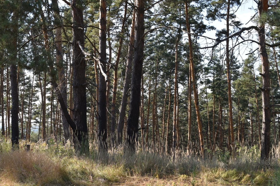 День довкілля в Україні