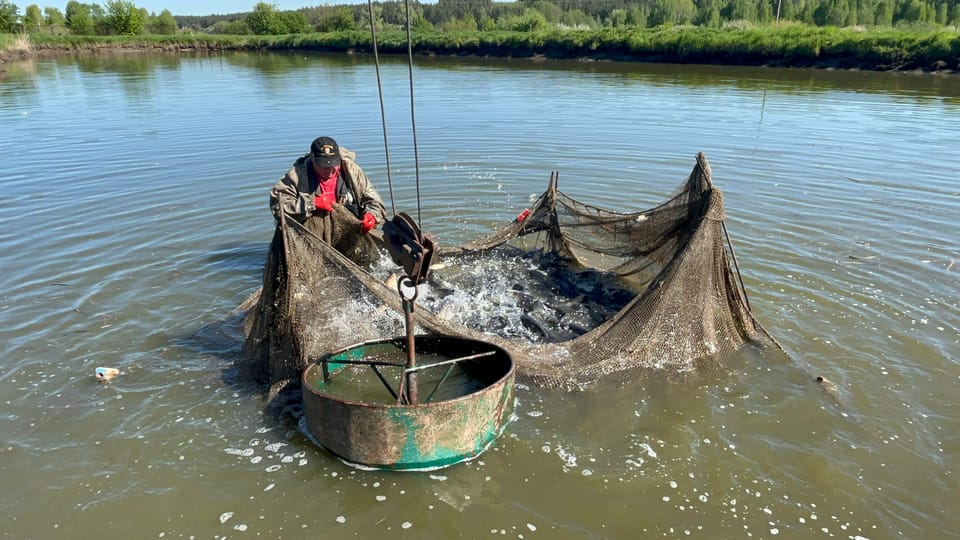Зариблення водойм на території лісів Боярської ЛДС