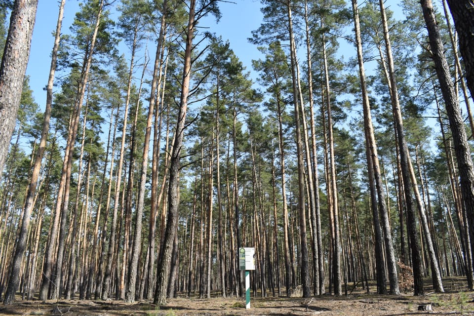 Ліси та інновації нові рішення для кращого світу саме під таким гаслом сьогодні відзначається Міжнародний день лісів